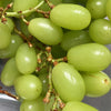 Seasonal fresh fruit photos list.