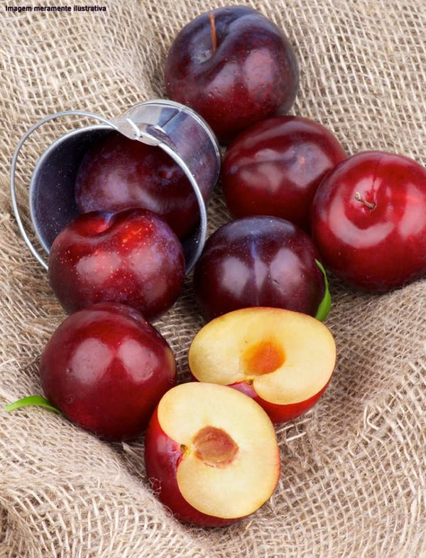 Fresh Purple Plums