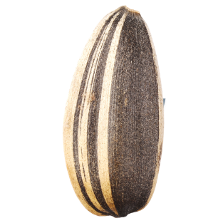 Seeds