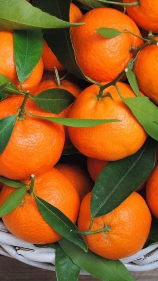 Fresh Orange